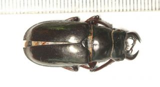 Lucanidae Lucanus Pseudolucanus Prometheus Tibet