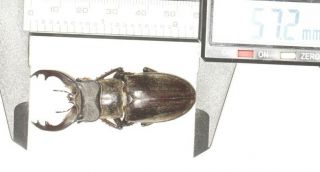 Lucanidae Lucanus Singularis 57.  2mm Tibet