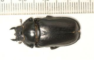 Lucanidae Lucanus Pseudolucanus Gracilis F Tibet