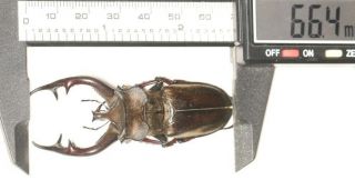Lucanidae Lucanus Cheni 66.  4mm Tibet