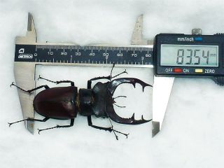 Monster Lucanus Cervus Cervus Male Giant Xxl Size 83,  54mm Lucanidae France