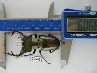 50541 Lucanidae: Lucanus Fujitai.  Vietnam North.  60mm?