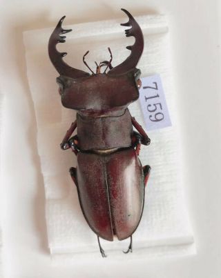 Lucanus Kirchneri 47mm From Sanming Fujian China No.  7159