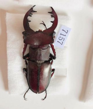 Lucanus Kirchneri 45mm From Sanming Fujian China No.  7157