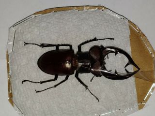 Lucanidae Huge Lucanus Elaphus 59.  5mm Male Indiana Elephant Stag Beetle 3
