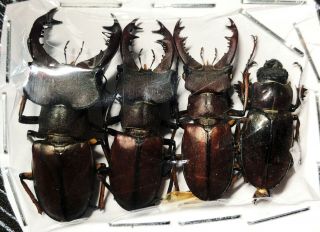 Lucanidae Lucanus Wuyishanensis 3m1f Hunan China Ethyl Acetate A1 Rare