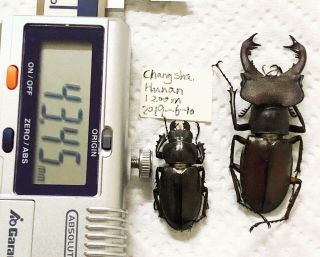 Lucanidae Lucanus Wuyishanensis Hunan China Ethyl Acetate A1