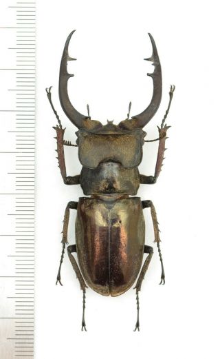 Lucanidae Lucanus Mearesi 64mm From India