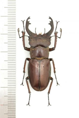Lucanidae Lucanus Smithi 42mm From India