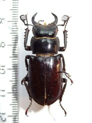 Lucanidae Lucanus Xerxes,  35 Mm.  " Persia " (full Data Added) Top Rarity