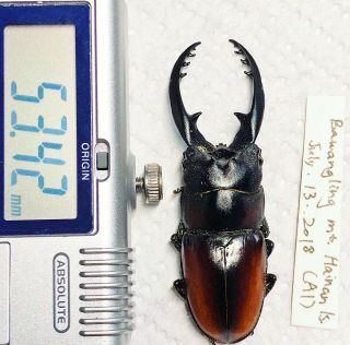 Lucanidae Lucanus Prosopocoilus Reni Hainan Is.  Ethyl Acetate A1 Ex Rare