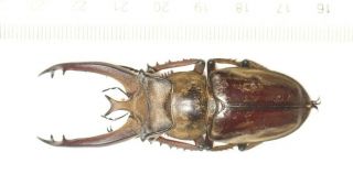 Lucanidae Lucanus Victorius 66.  5mm Very Fresh Very Good Quality Very Large
