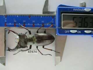 47474.  Lucanidae: Lucanus Pesarinii.  Vietnam North.  53mm