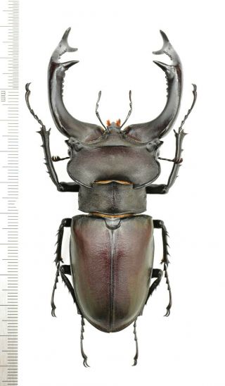Lucanidae Lucanus Cervus Judaicus 97mm From Syria