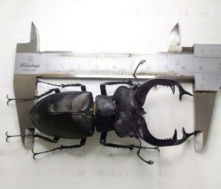 Lucanidae - Lucanus Cervus Judaicus - Male 91mm A - Rare Huge Turkey