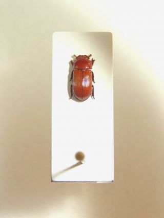 Lucanidae Lucanus (penichrolucanus) Leveri.  Solomon Isl.  Very Rare