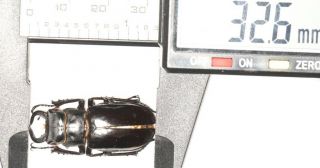 Lucanidae Lucanus Pseudolucanus Prometheus Or P.  Pani 32.  6mm Tibet