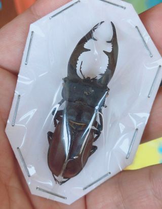 Lucanus Fonti 61mm A2 From Zhejiang China No.  2213 Large