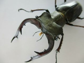45551.  Lucanidae: Lucanus Fujitai.  Vietnam North.  61mm.  Big Size