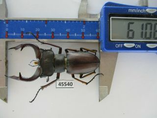 45540.  Lucanidae: Lucanus Marazziorum.  Vietnam North.  61mm.  Big Size