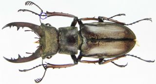 Insect - Lucanidae Lucanus Chinhillensis - Myanmar - Male 39mm.