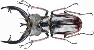 Insect - Lucanidae Lucanus Furcifer - Tibet - Giant Male 74mm.