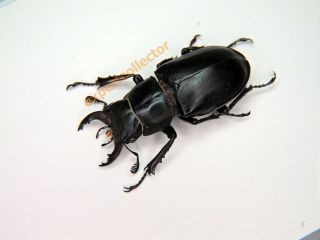 Lucanidae - Lucanus Orientalis 38mm Very Big From Turkey Kpc124