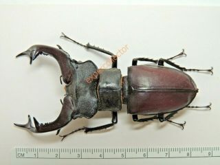 Lucanidae - Lucanus Cervus 82mm Xxl From Germany Kpy289