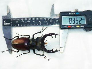 Monster Lucanus Cervus Cervus Male Giant Xxl Size 83,  52mm Lucanidae France