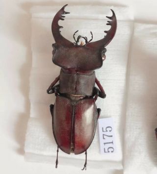 Lucanus Kirchneri 45mm From Sanming Fujian China No.  10275175