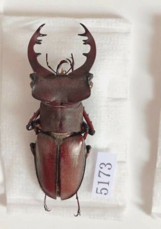 Lucanus Kirchneri 44mm From Sanming Fujian China No.  10055173