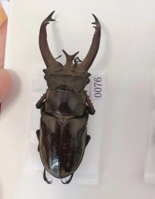 Lucanus Victorius 66mm From Yingjiang Yunnan China No.  0076 Large