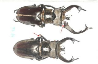 Lucanidae Lucanus Sp.  ?? L.  Cheni?? 73 69mm W.  Yunnan