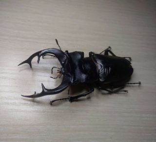 Lucanidae - Lucanus Cervus Akbesianus 88,  Mm Turkey