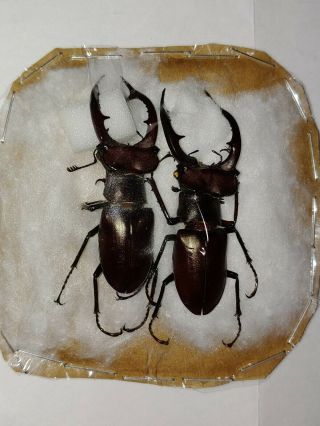 Lucanidae 2 Lucanus Elaphus 53.  1 & 51mm Males Indiana Elephant Stag Beetle 4
