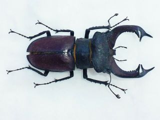 Monster Lucanus Cervus Cervus Male Giant Xxl Size 82mm,  Lucanidae France