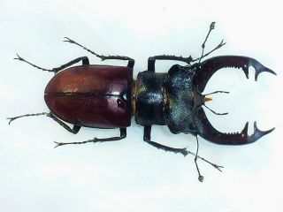 Monster Lucanus Cervus Cervus Male Giant Xxl Size 82mm Lucanidae France