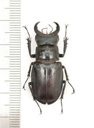 Lucanidae Lucanus Confusus 35mm From India