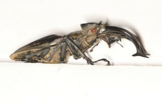 Lucanidae Lucanus Thibetanus Gennestieri 71.  2mm W.  Yunnan