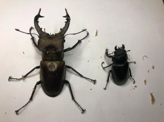 Live Stag Beetle " Lucanus Maculifemoratus Tawanus " Pair,  70,  Mm All