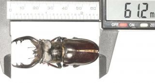 Lucanidae Lucanus Langi 61.  2mm Tibet