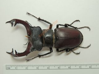 Lucanidae - Lucanus Cervus 71mm Very Big From Netherlands Kpc283