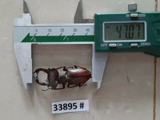 Vietnam Beetle Lucanus Ps.  47mm,  33895 Pls Check Photo (a1)