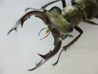 45535.  Lucanidae: Lucanus Fujitai.  Vietnam North.  52mm