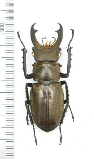 Lucanidae Lucanus Mishmi 46mm From India