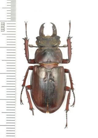 Lucanidae Lucanus Dohertyi 34mm From India