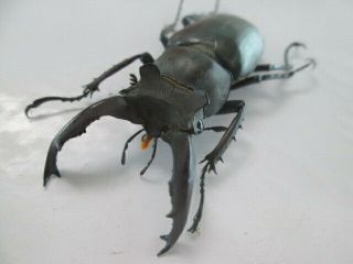 21586.  Lucanidae: Lucanus Ngheanus Okuda.  Vietnam Central.  49mm.  Rare