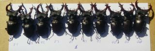 Coleoptera Lucanidae Lucanus Cervus A1 / 10 Piece/ 70 - 74 Mm / Ukraine