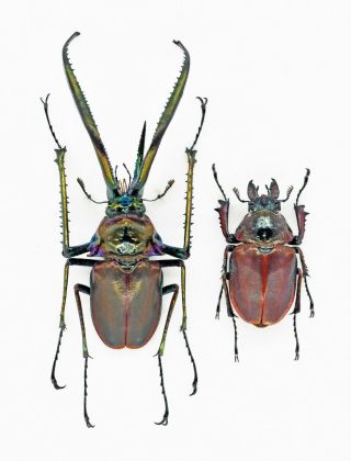 Very Rare Lucanidae Lucanus 75mm Chiasognathus Grantii Set