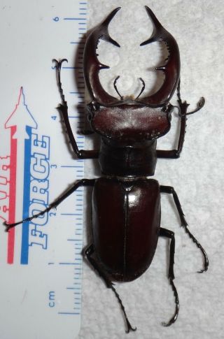 Lucanidae Lucanus Elaphus 56mm Indiana Elephant Stag Beetle Insect 3